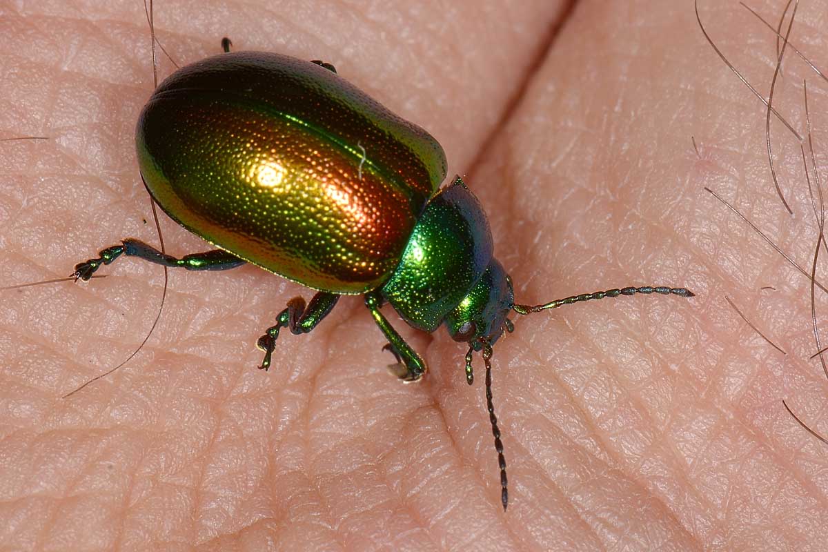 Chrysolina graminis, Chrysomelidae